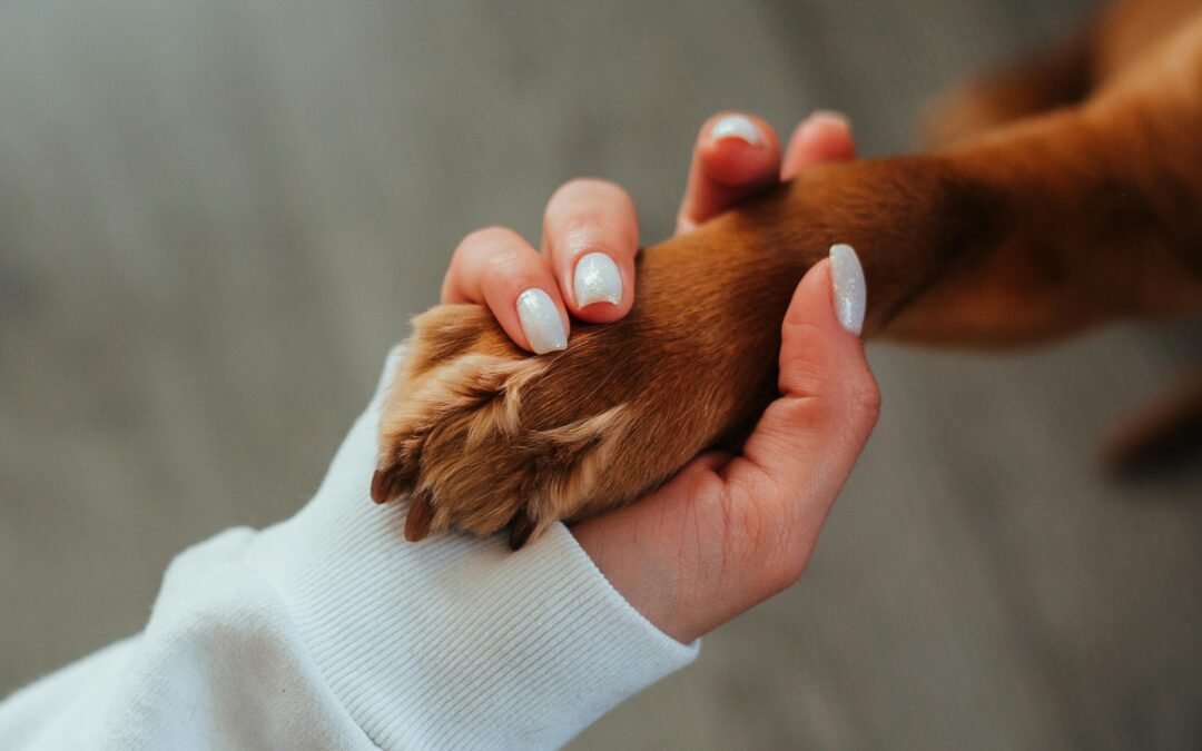 Automatic Dog Paw Cleaner Review: Is This the Best Paw Washer for Small to Medium Dogs?
